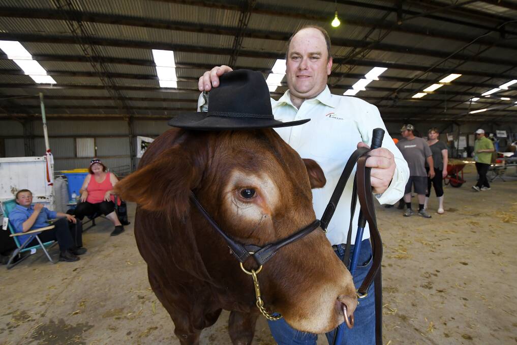 GRAND CHAMPION: Richard Martin from Manoora Park stud in Mortlake with his almost 800kg prize-winning Limousin bull Manoora Park Marty. Pictures: Dylan Burns