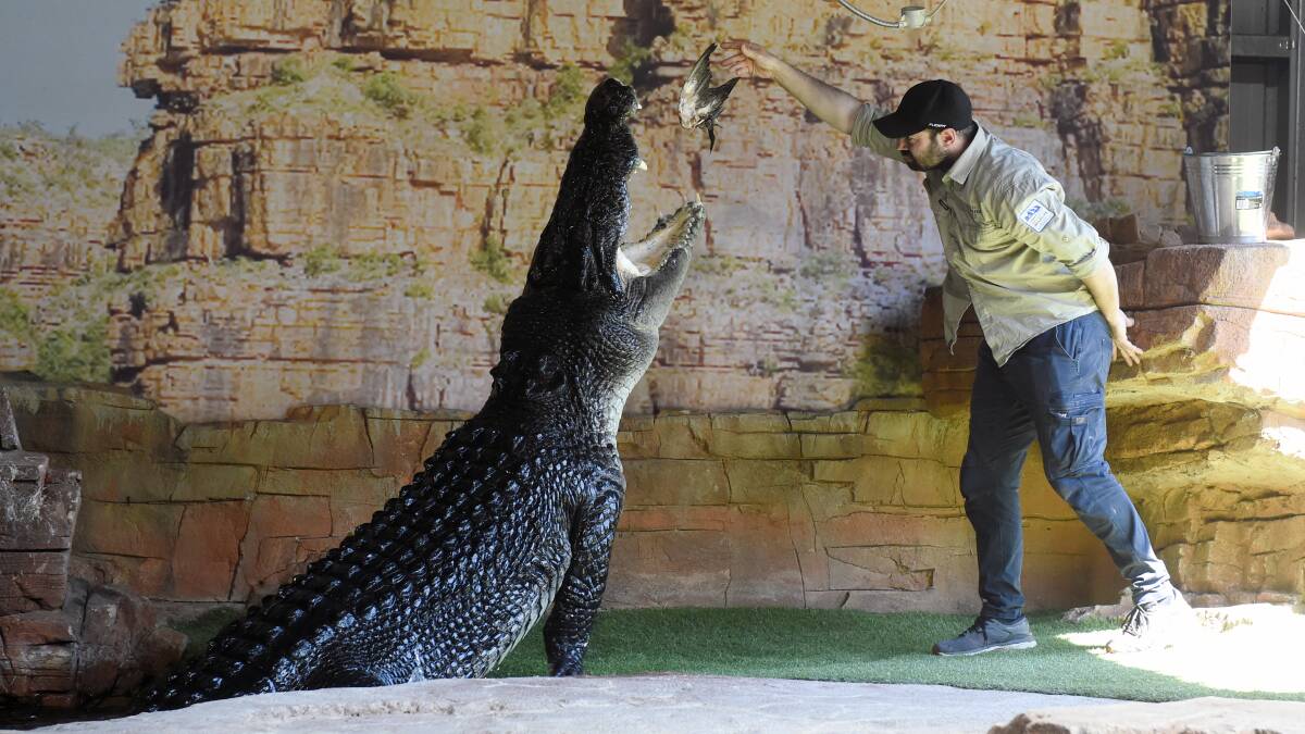 DINNER: Saltwater crocodile Crunch is a favourite at Ballarat Wildlife Park.