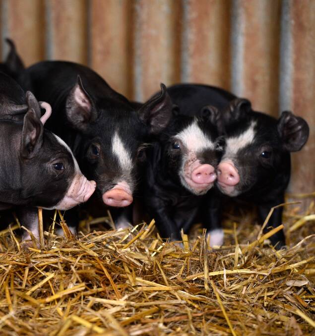 The new piglets