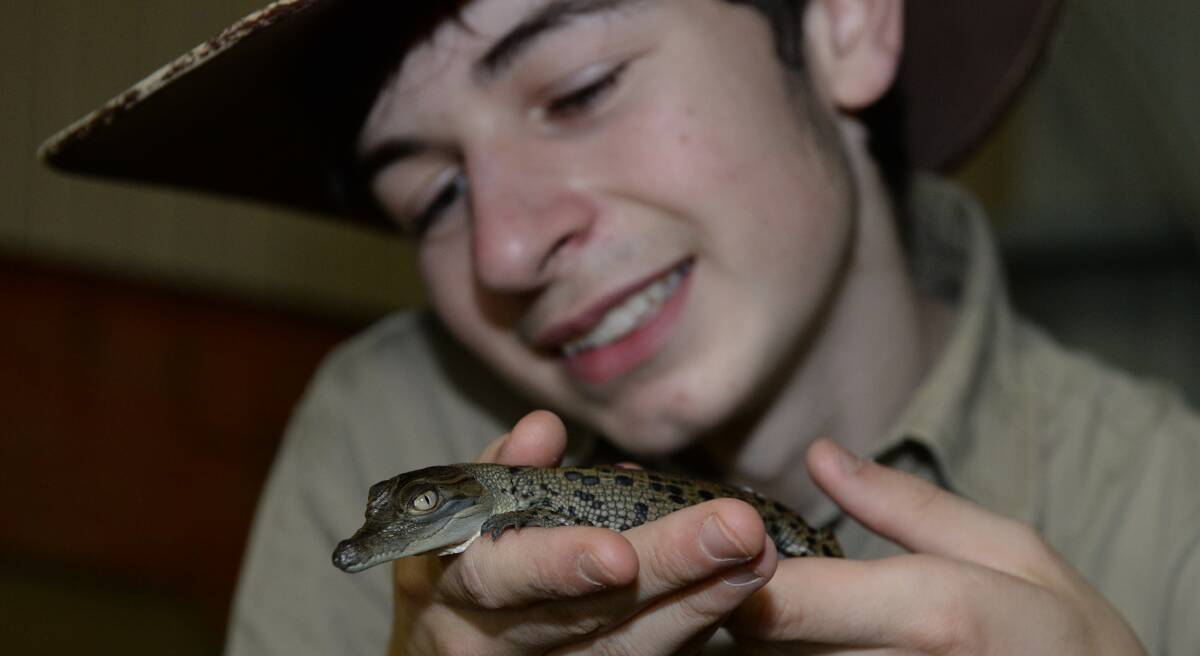 SNAPPER: Reptile keeper Ben Gray with one of the tiny saltwater crocodile hatchlings at Ballarat Wildlife Park. Picture: Kate Healy