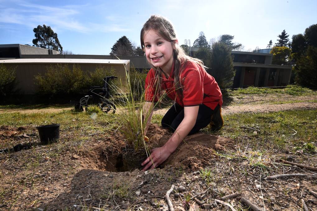 GREEN: Buninyong Primary pupil Chelsea gets her hands dirty planting one of more than 400 new plants and trees around the school. Picture: Adam Trafford