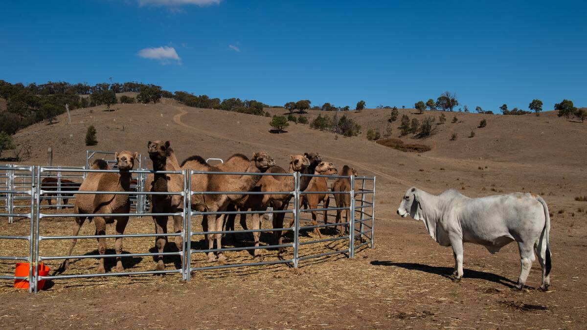 HERD: Some of the sanctuary's current residents. Picture: Adam Trafford