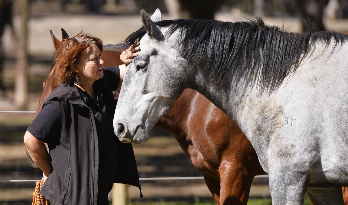 LOVE: Anne Young dotes on the 100+ horses under her care at Horse Shepherd Equine Sanctuary.