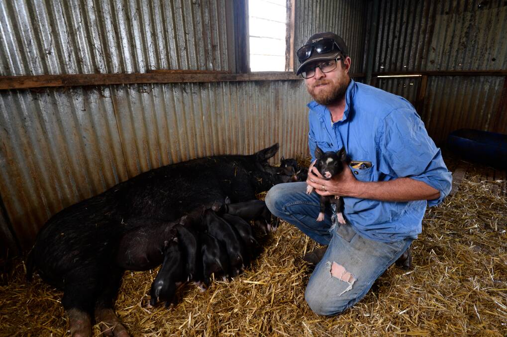 PIGLETS: Jono Hurst with one of the new litters of Berkshire pigs at Brooklands Free Range Farm. Picture: Adam Trafford