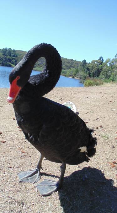 INJURED: The male swan, who decided to nest at St George's Lake last year, is recovering from surgery at Hepburn Wildlife Shelter following a suspected dog attack.