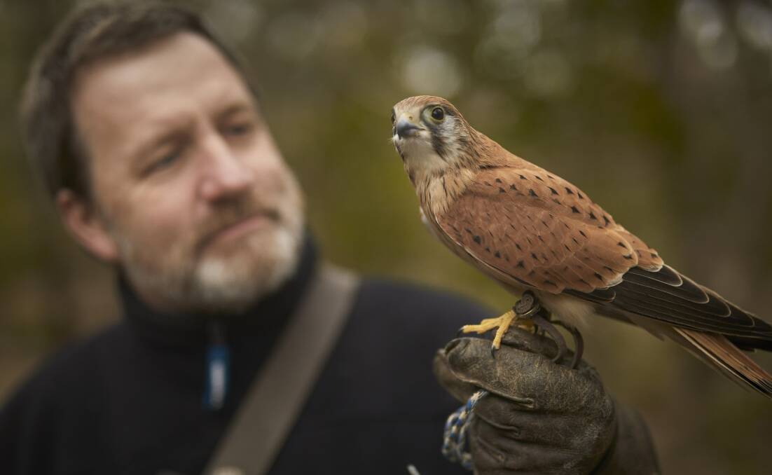 SANCTUARY: Kevy the kestrel perches on the gloved hand of Leigh Valley Hawk and Owl Sanctuary owner Martin Scuffins. 