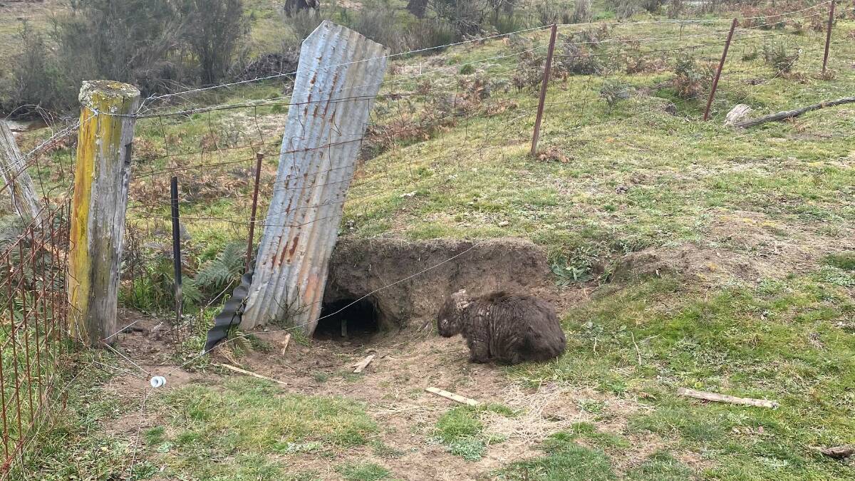 Mange riddled wombats come out during the day so they're easier to spot than healthy ones. Photo: Supplied