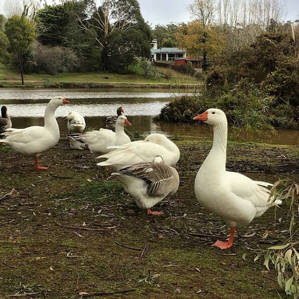 BIRDWATCHING: Council to vote on rehoming the geese at Daylesford Lake. Photo: Instagram / the_travelling_hoff