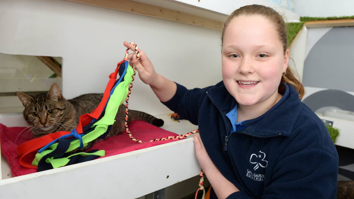 CUTE: Mackenzie Burrows, 10, plays with one of the shelters cats. 