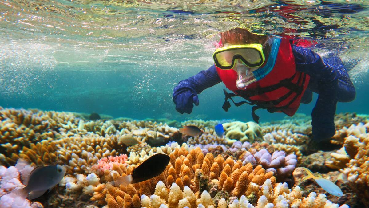 Great Barrier Reef in decline and no one cares | The Courier | Ballarat ...