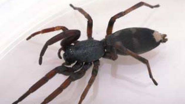 White tail spiders use venom on their prey rather than spinning a web. Photo: David McClenaghan/CSIRO