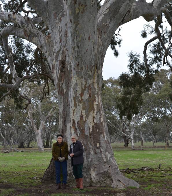 Mighty: Trees such as this enormous old gum are at risk of being lost under the next stage of Western Highway duplication.