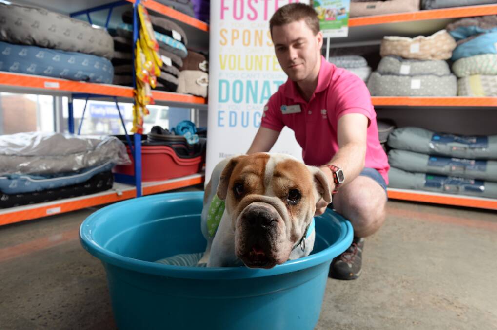 HELPING OUT: PETstock employee Luke Terrill with Harry. Picture: Kate Healy. 