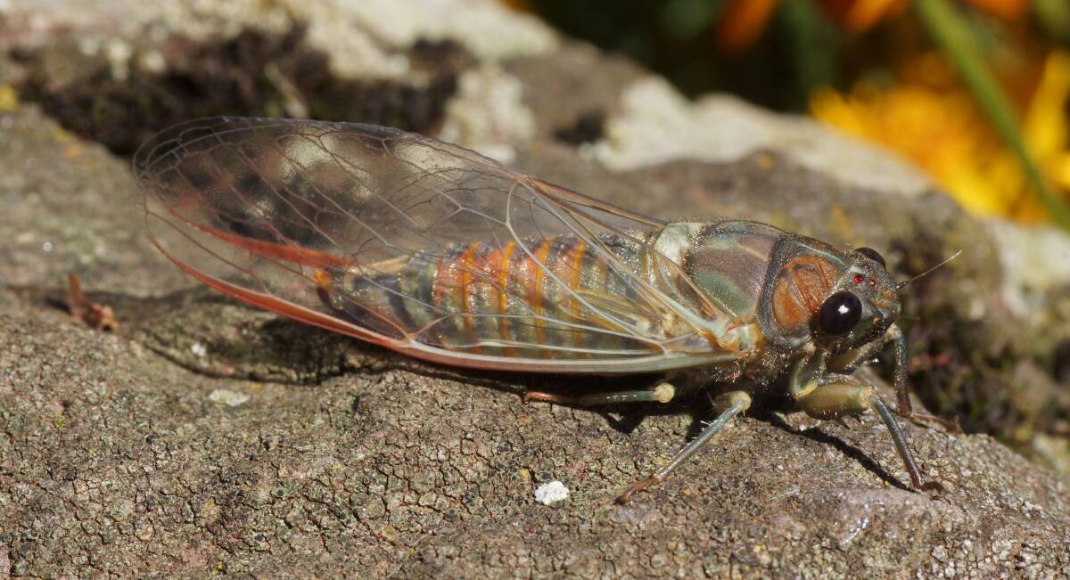 A golden-haired cicada at the Ballarat's Botanical Gardens. Picture by Phillip LeMarshall