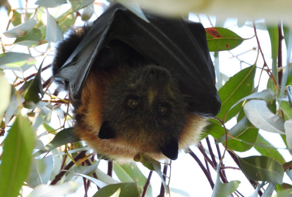Taking a sneaky peek, a young grey - headed flying fox is snapped peering between the gum trees. Picture by Jeffrey Crawley.