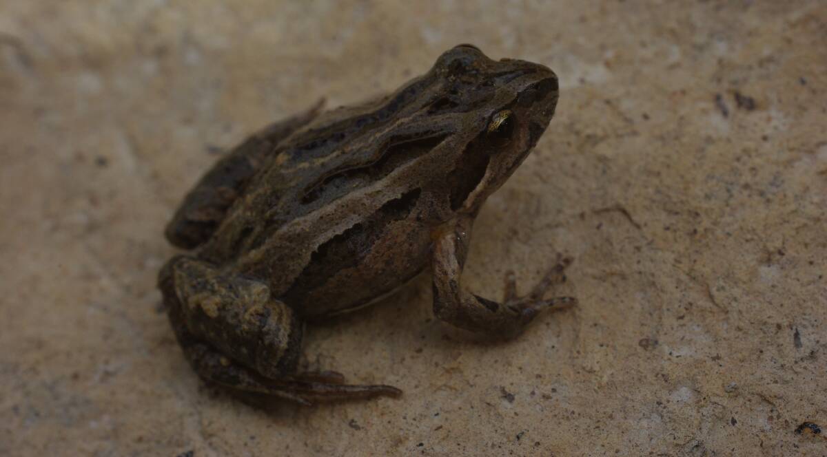 The common froglet is quite small and is often found under damp rocks or wood. 