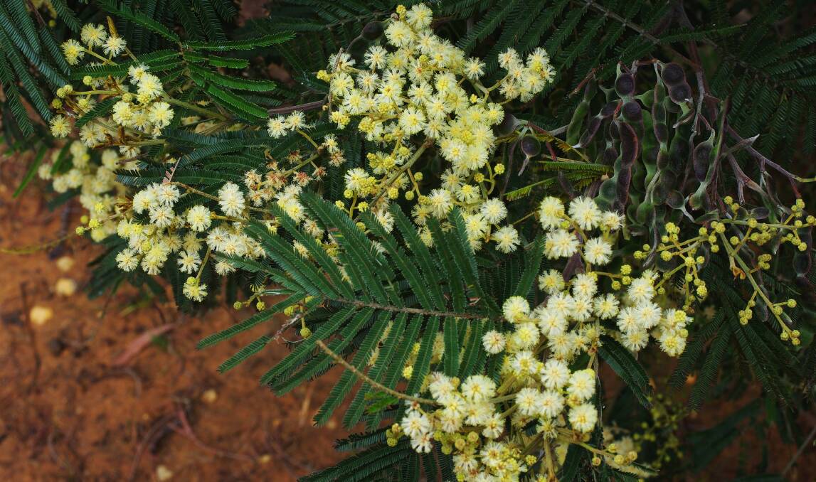 The black wattle produces its seed over a period of 12 months or more. flowers in spring and drops its seed in January.