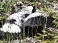 A magpie in typical sunbathing posture, exposing the maximum amount of skin. Picture by Ed Dunens. 