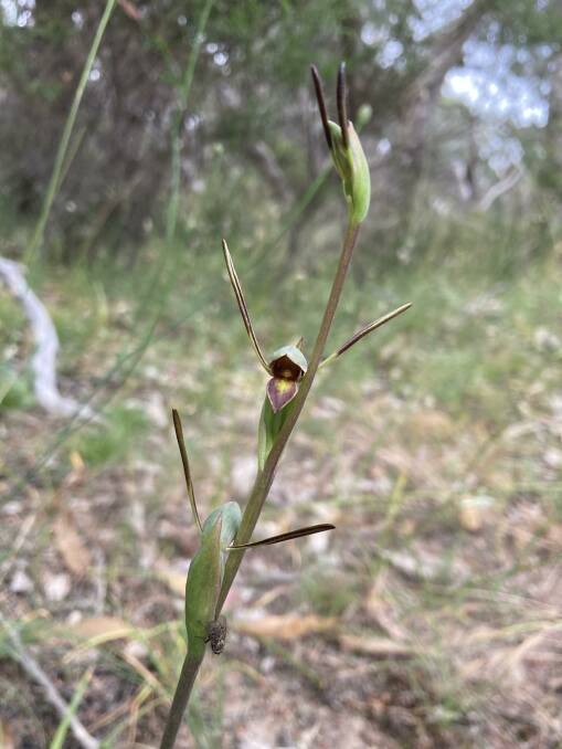 The horned orchid is uncommon in the Ballarat district and had never before been recorded in the Enfield forest area.