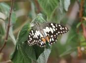 This chequered swallowtail butterfly was recently seen in Allendale, but is usually uncommon in the Ballarat district. Picture by Ian Ashton.