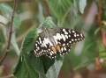 This chequered swallowtail butterfly was recently seen in Allendale, but is usually uncommon in the Ballarat district. Picture by Ian Ashton.