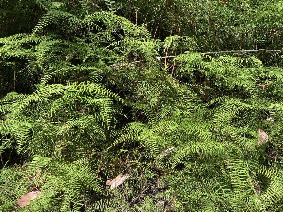 This strong growing coral-fern is in the Wombat Forest and is one of 20 known species of ferns in this location. 
