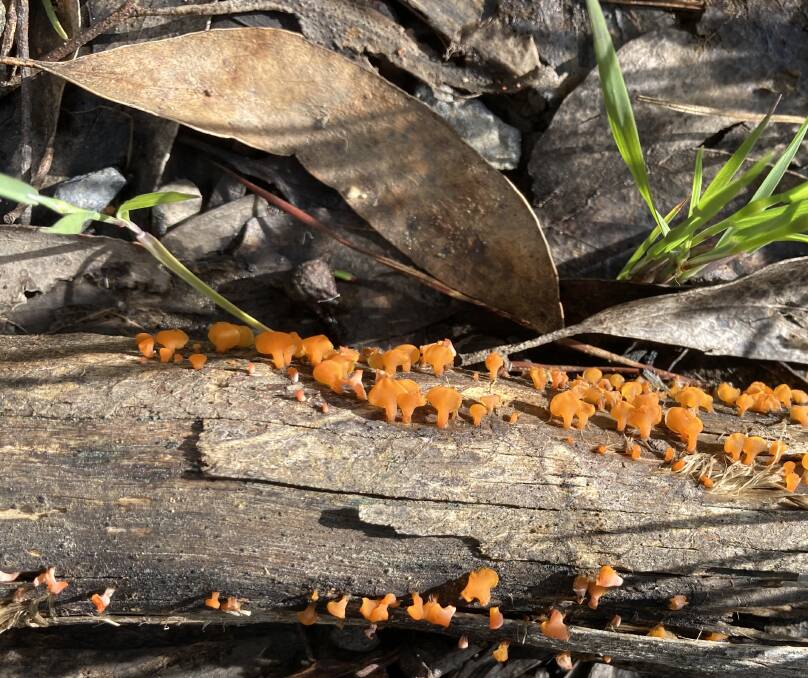  Jelly bells fungi is normally found on damp twigs and branches that have fallen on the ground. 
