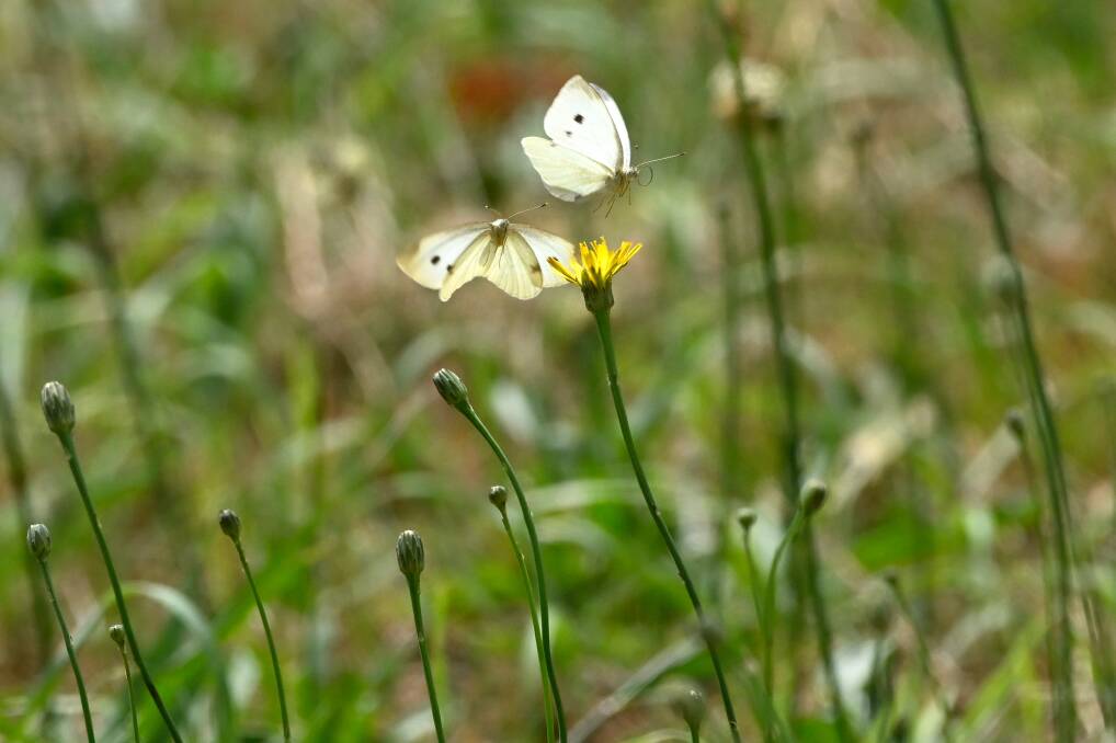 The white cabbage butterfly's main food is nectar. Picture by Adam Trafford