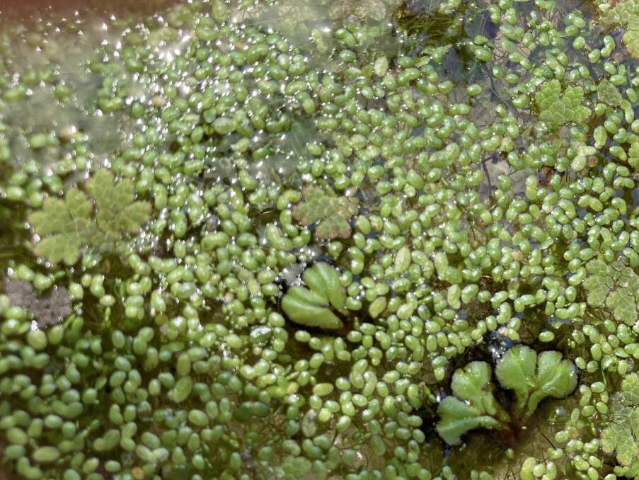 Duckweeds are an interesting range of native aquatic plants and are best-known for their lawn-like appearance, or as a food for ducks and swans. 