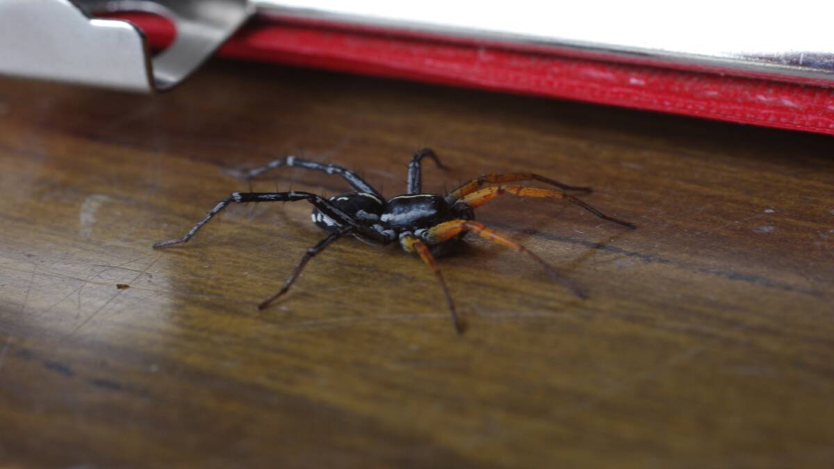 The swift spider prefers open ground and areas around buildings and sheds rather than bushland. 