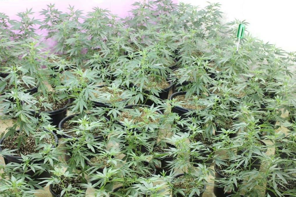 File photo of cannabis plants. 