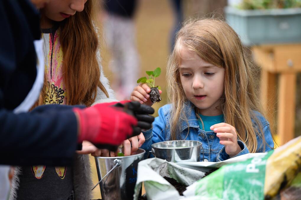 Adele, 5, takes part in the pot a plant at the Begonia Festival. Picture: Adam Trafford