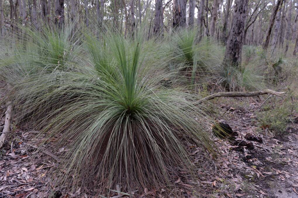 Grass Trees are under threat in an area where disease is spreading. 