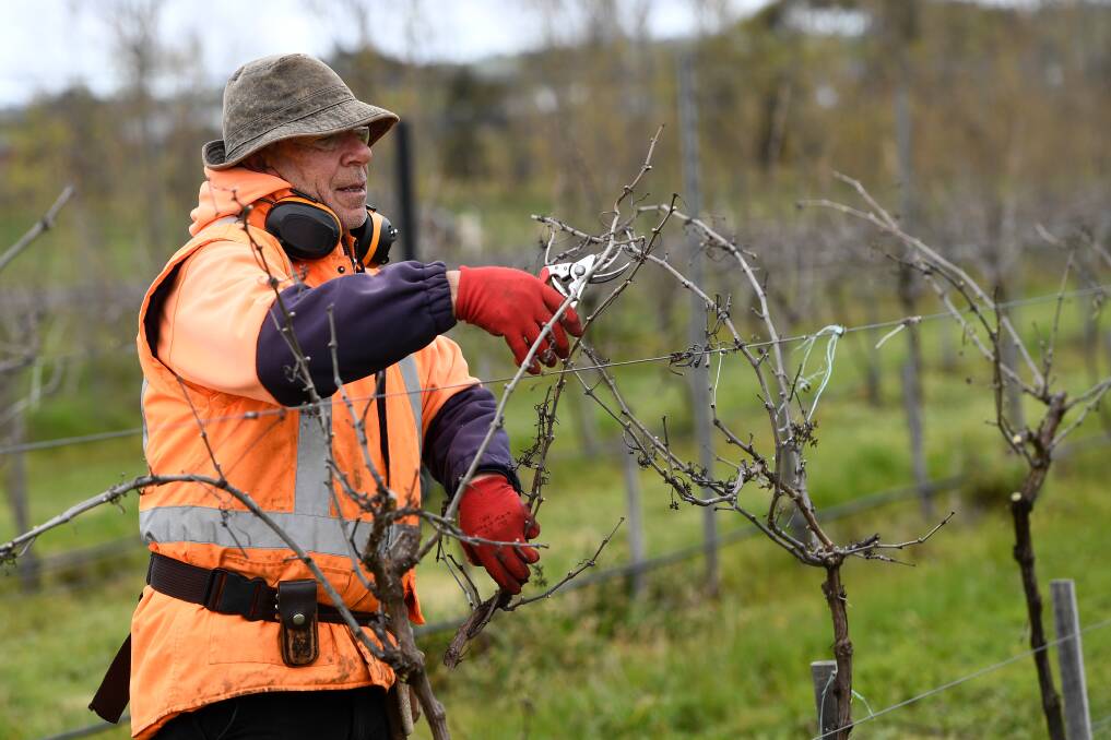 Robert Goudie prunes vines already planted at the Cardigan site. Another 9000 will be planted in coming months. 