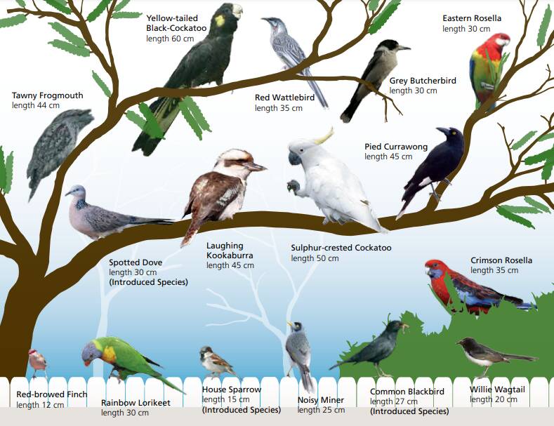 Some common birds in Victoria. Picture: Birdlife Australia