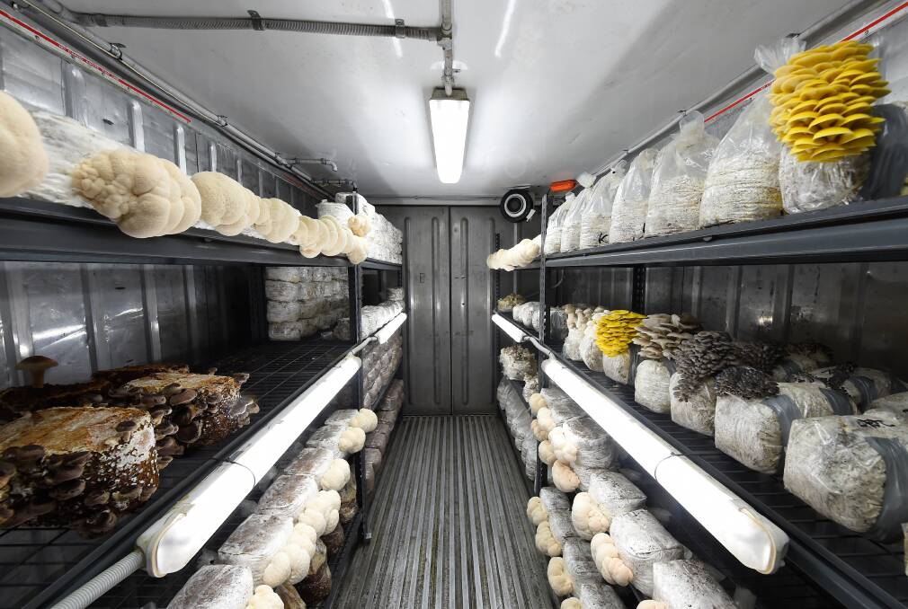 CONTROLLED: The mushrooms are grown in a temperature and humidity controlled room. 