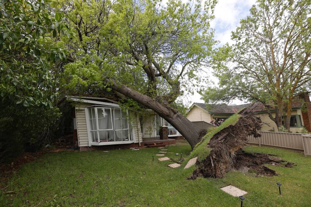 This tree fallen on a house in Talbot Street was one of SES Ballarat's 285 jobs over the weekend. 