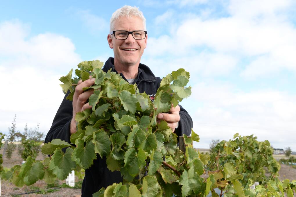 WINE MOVE: Michael Unwin at the new vineyard for Michael Unwin Wines on Remembrance Drive in Cardigan in 2016. Picture: Kate Healy 