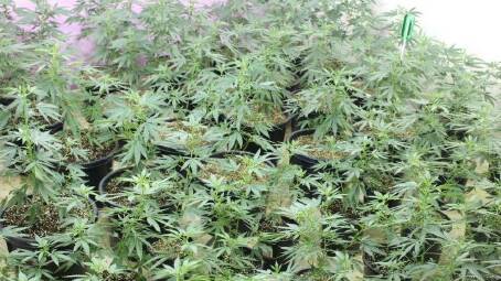 File photo of cannabis plants. 