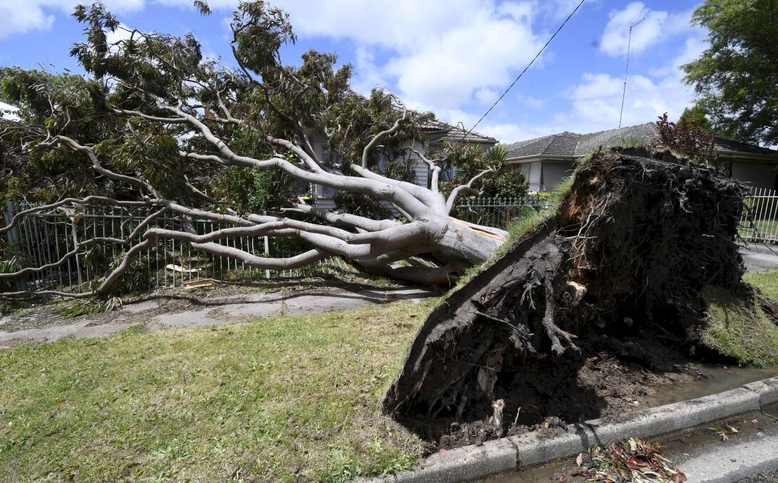A tree on a house in Dover Street in Wendouree on Friday. 