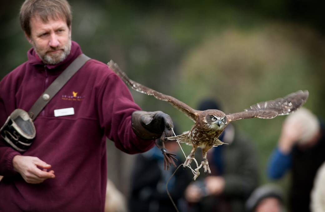 BIRDS OF PREY: Visitors to Glenlyon dam on Sunday were impressed by birds of prey. Picture: Sandy Scheltema. 