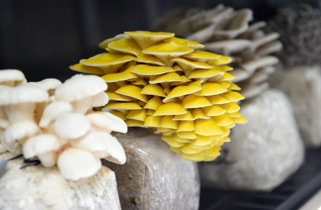 VARIETIES: The Mushrooms Connection grows varieties of oyster mushrooms, Shiitake and lion's mane. 