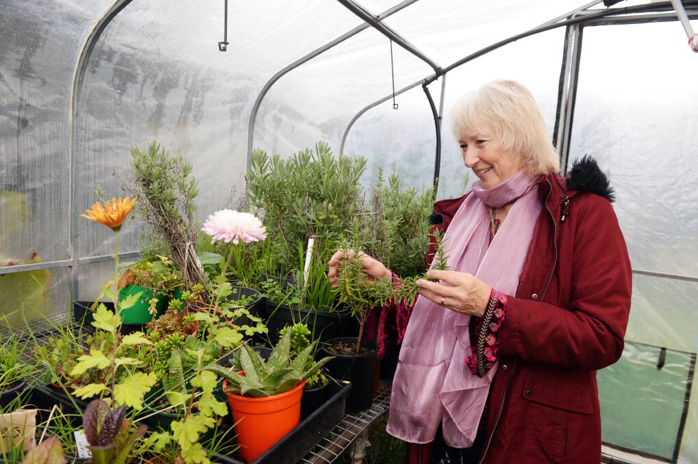 IN THE GREENHOUSE: Ballarat Community Garden president Sheilagh Kentish is passionate about providing the space and knowledge for all residents to be able to grow their own food. Picture: Kate Healy 