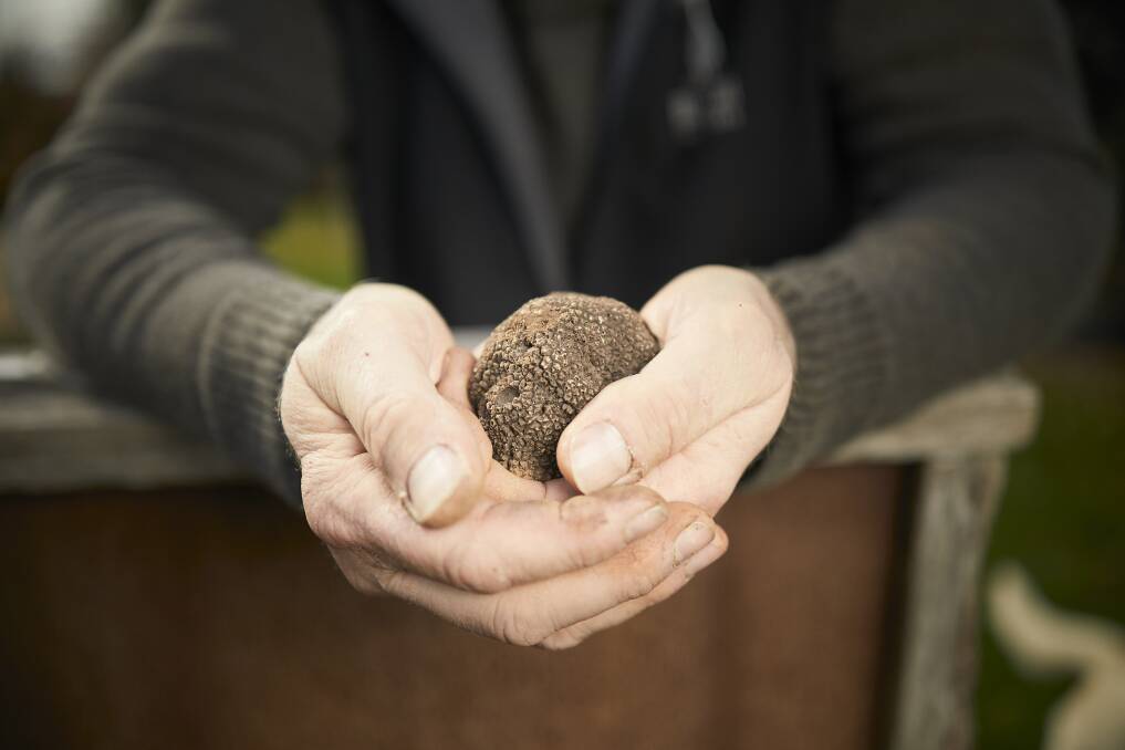 HARVEST: The truffle season is from around May to August. Dogs help to harvest by smell. 