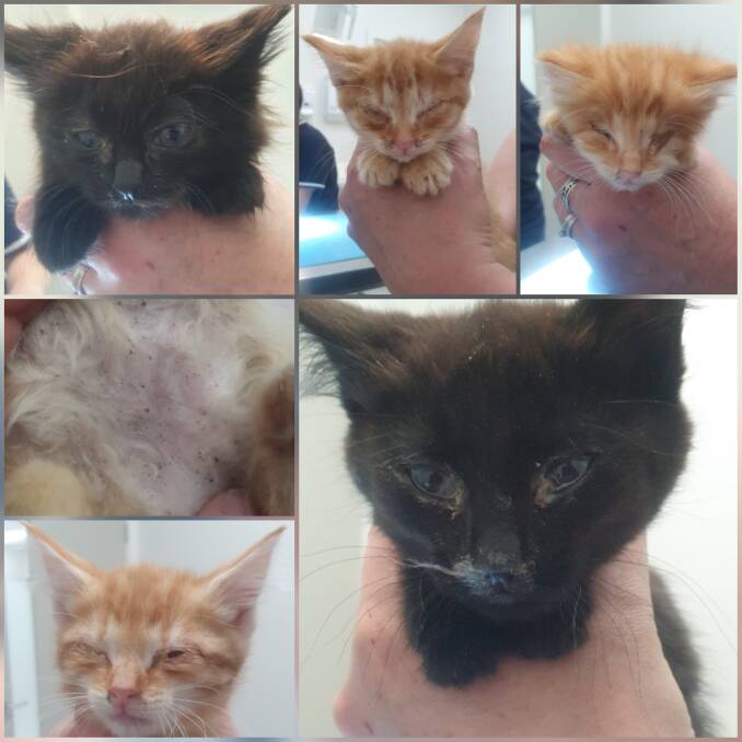UNWELL: The 13 kittens found in box on the side of the road in December were small and sick when Chez Guy Small Animal Rescue took them into their care. Picture: Chez Guy Small Animal Rescue 