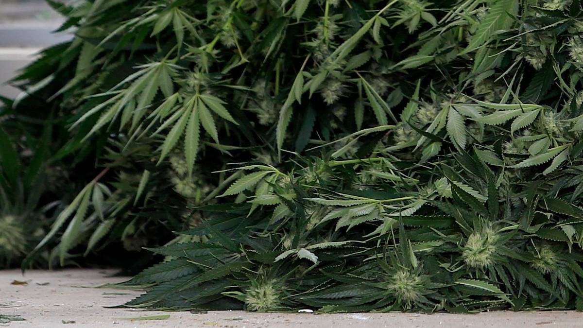 Alleged grow house operators caught with 82kg of cannabis