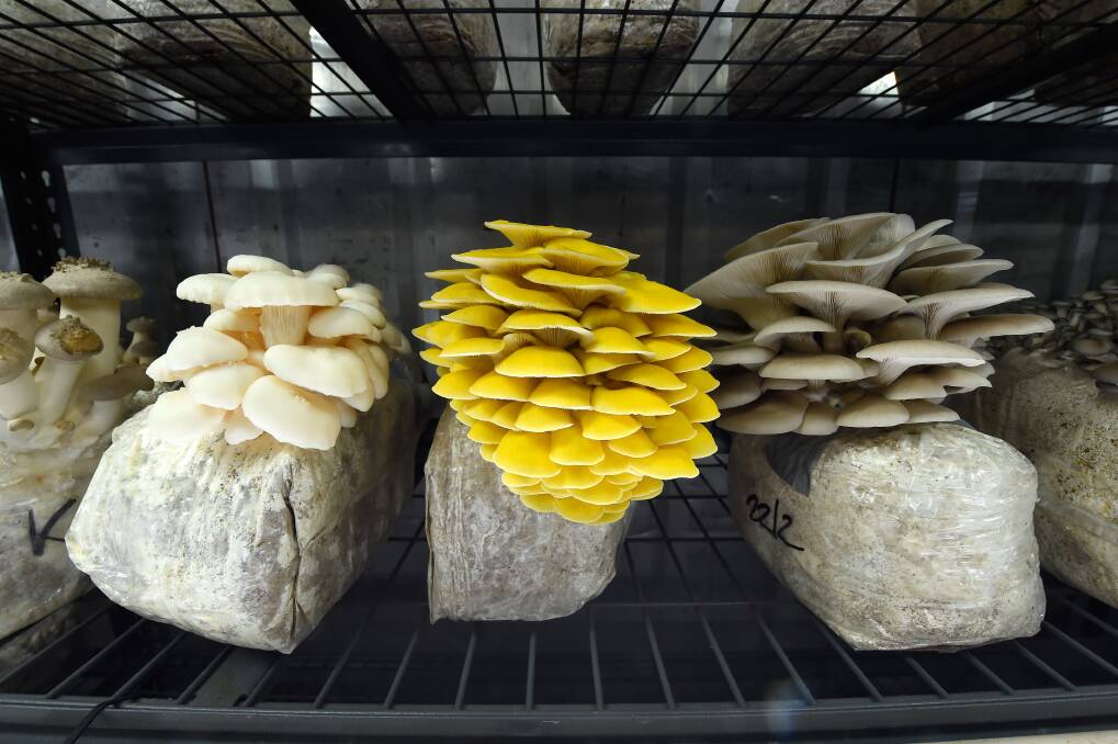 Different type of oyster mushrooms. 