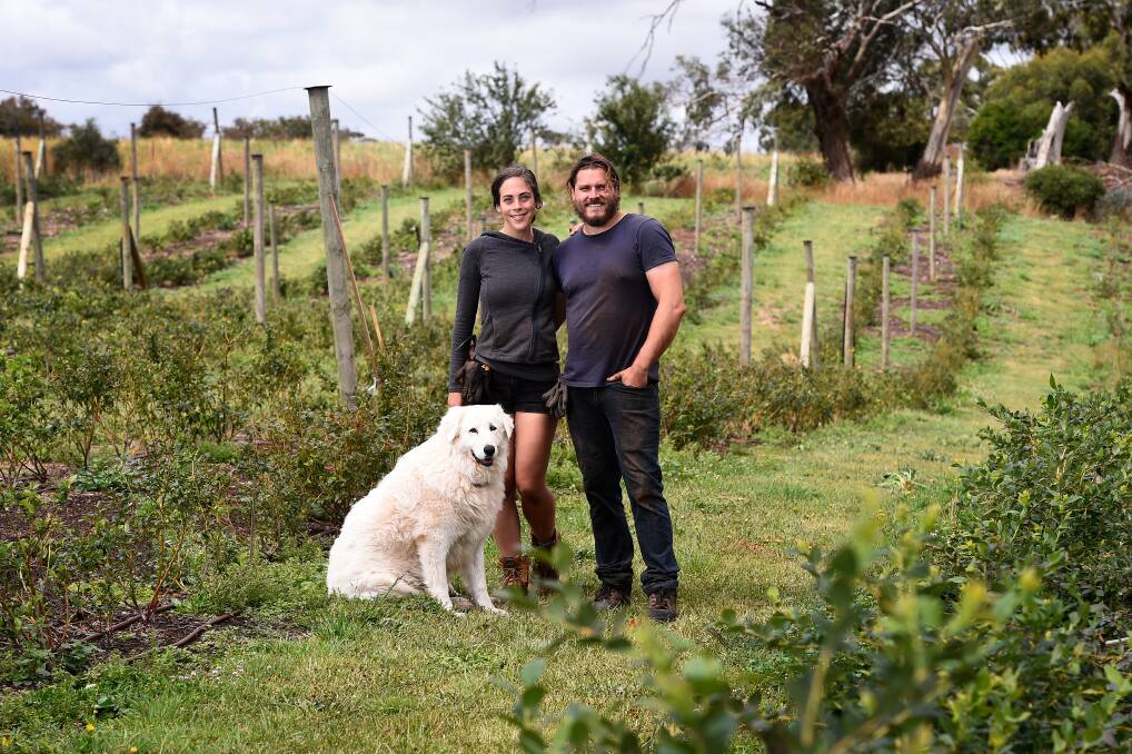 NEW FARM: Rob Klumpp and Laura Ridout with dog Indy at their newly established blueberry farm in Scotsburn. Pictures: Adam Trafford 