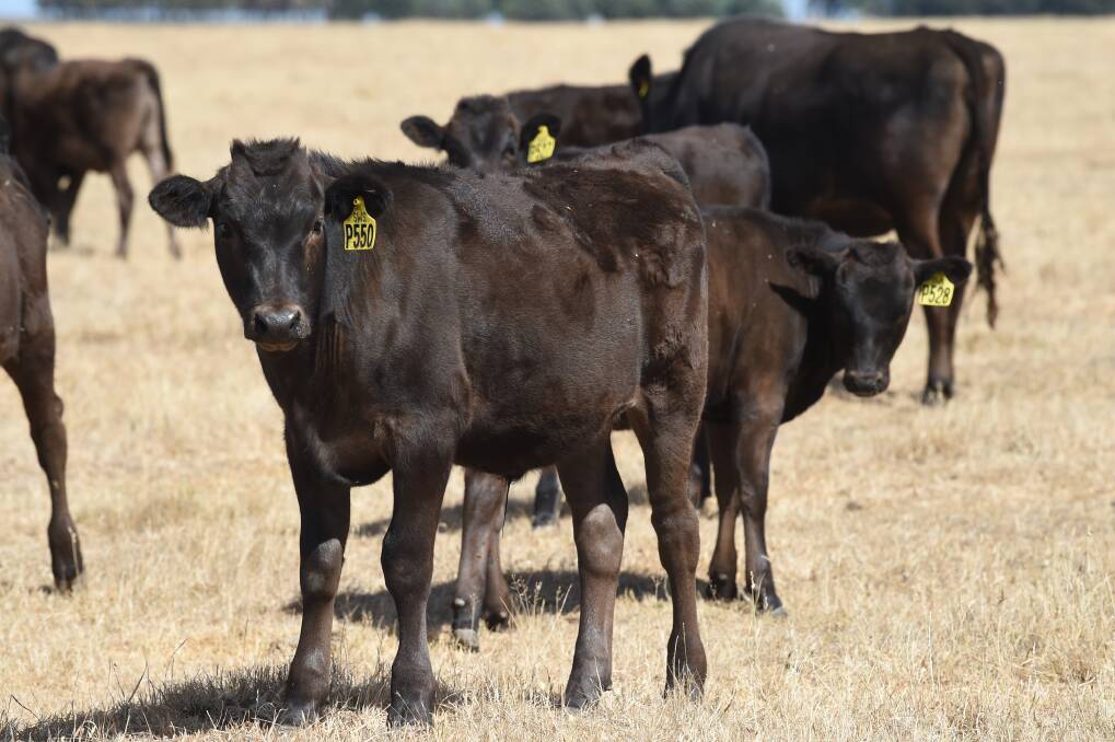 GENETICALLY TRACED: Sher Wagyu's fullblood Wagyu are grown on the Ballan property and can be genetically traced back to their Japanese ancestors. Picture: Kate Healy 