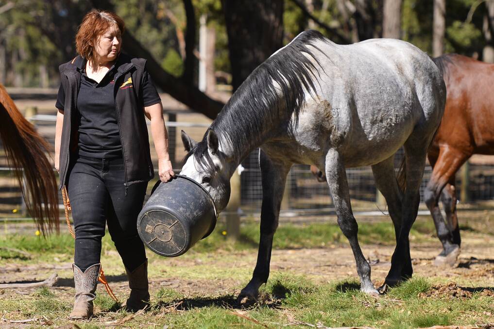 Anne Young shows The Courier around her property at the Horse Shepherd Equine Sanctuary in Gordon. Picture: Dylan Burns